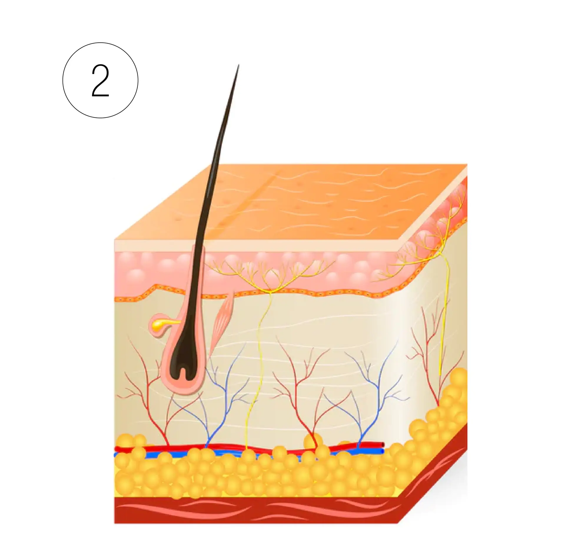 Skinney Medspa Treatments